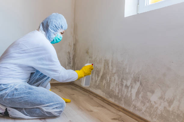 Licensed Black Mold Remediation service in Bogota, NJ - Mold Remediation HQ
