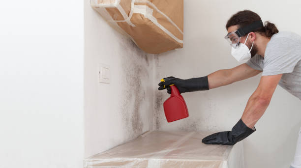 Professional Black Mold Remediation technician working in Bogota, NJ