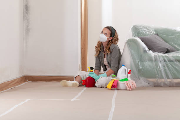 Reliable Black Mold Remediation contractor in Bogota, NJ by Mold Remediation HQ
