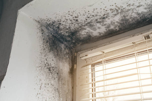 Affordable Black Mold Remediation solutions in Bogota, NJ